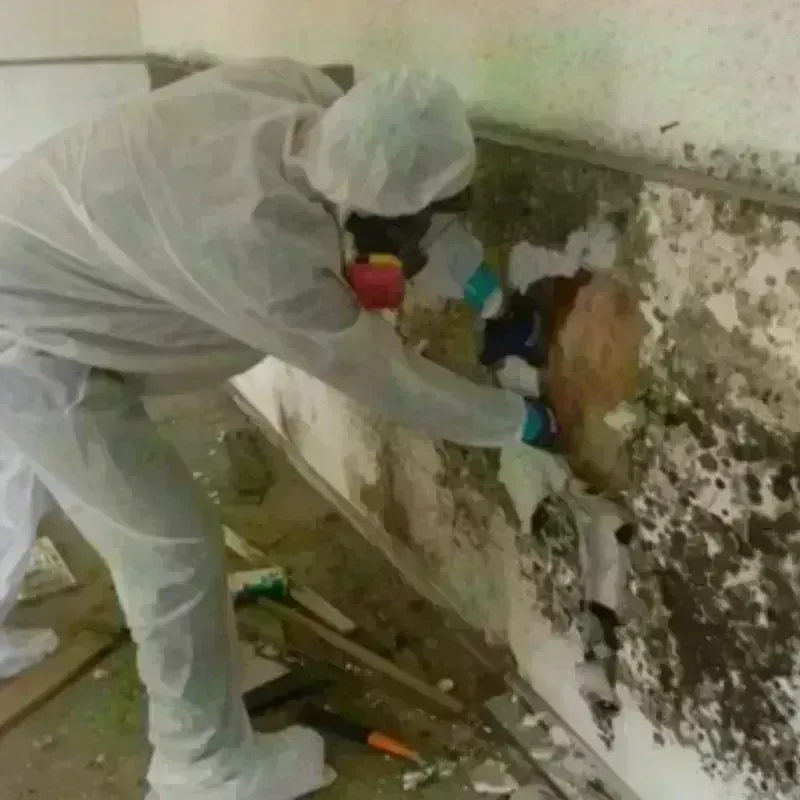 Best Mold Remediation and Removal Service in Rossville, KS